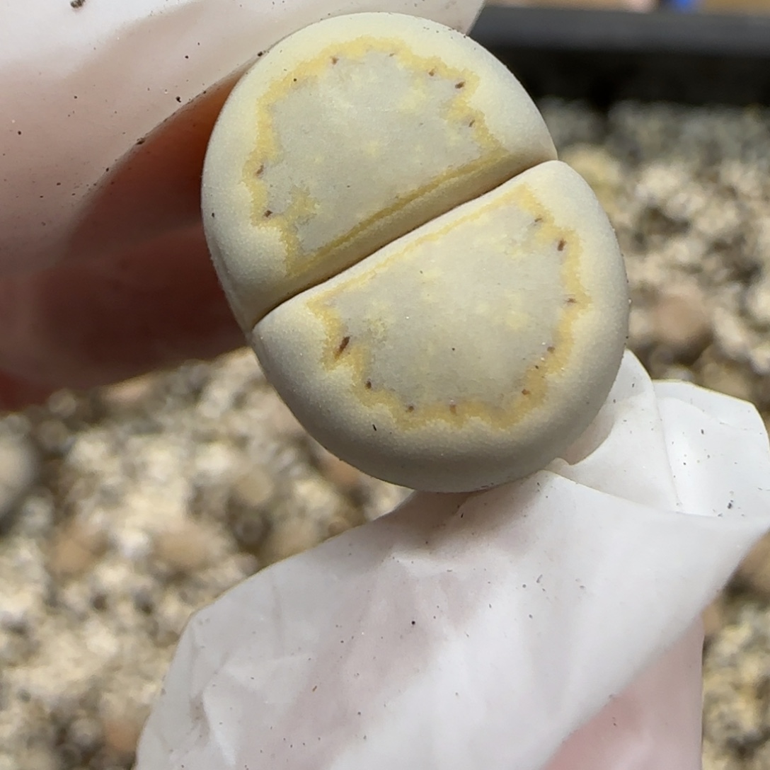 12.16.c215饼干.9052腿高