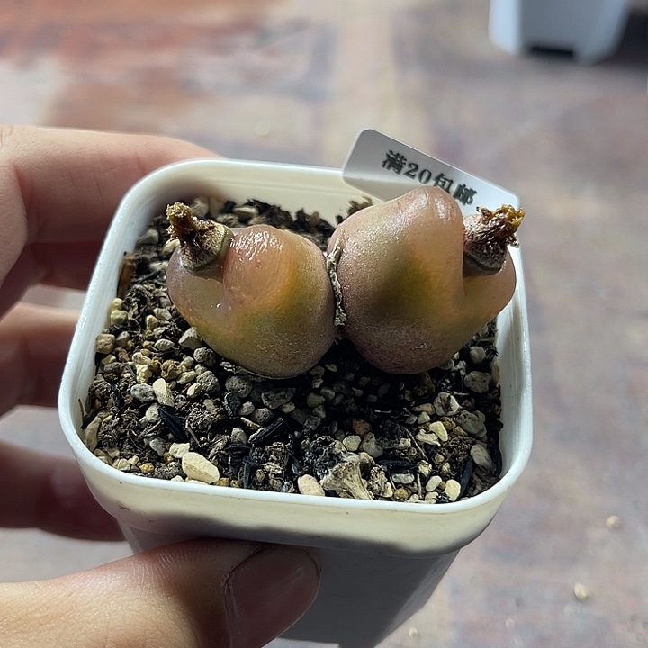 无花朵43、双头绒面毛、