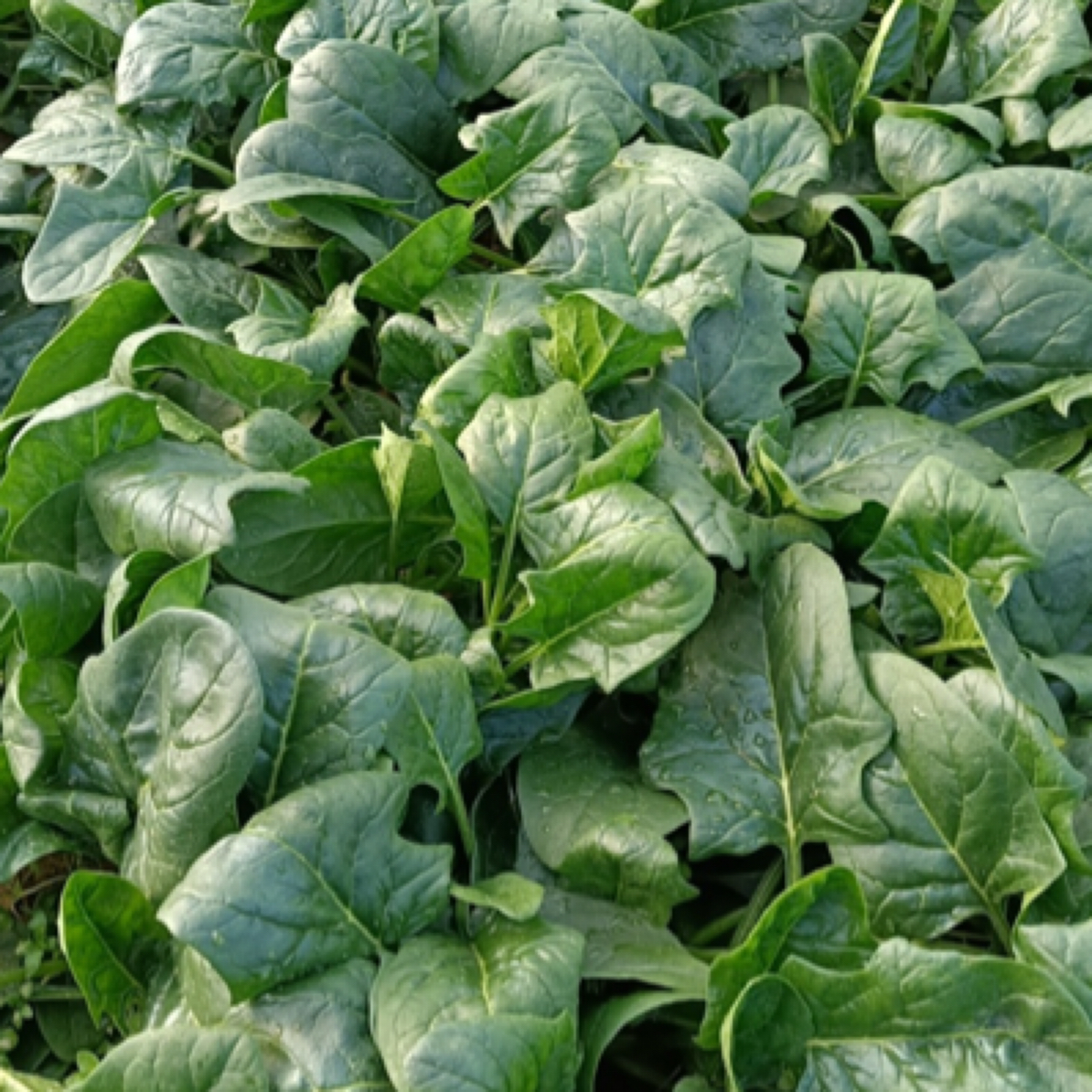 菠菜 现拔发货 密云农家大棚新鲜蔬菜 2斤/3斤绿色蔬菜