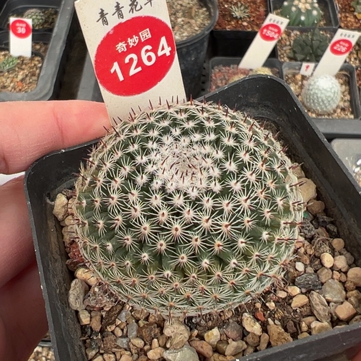 实生欧系恋山彦4.6cm