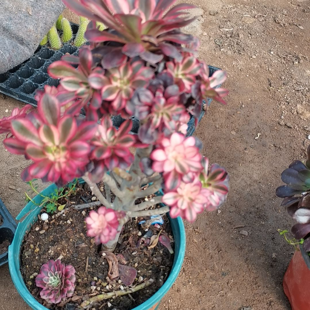 香奈儿多肉法师多肉多断13