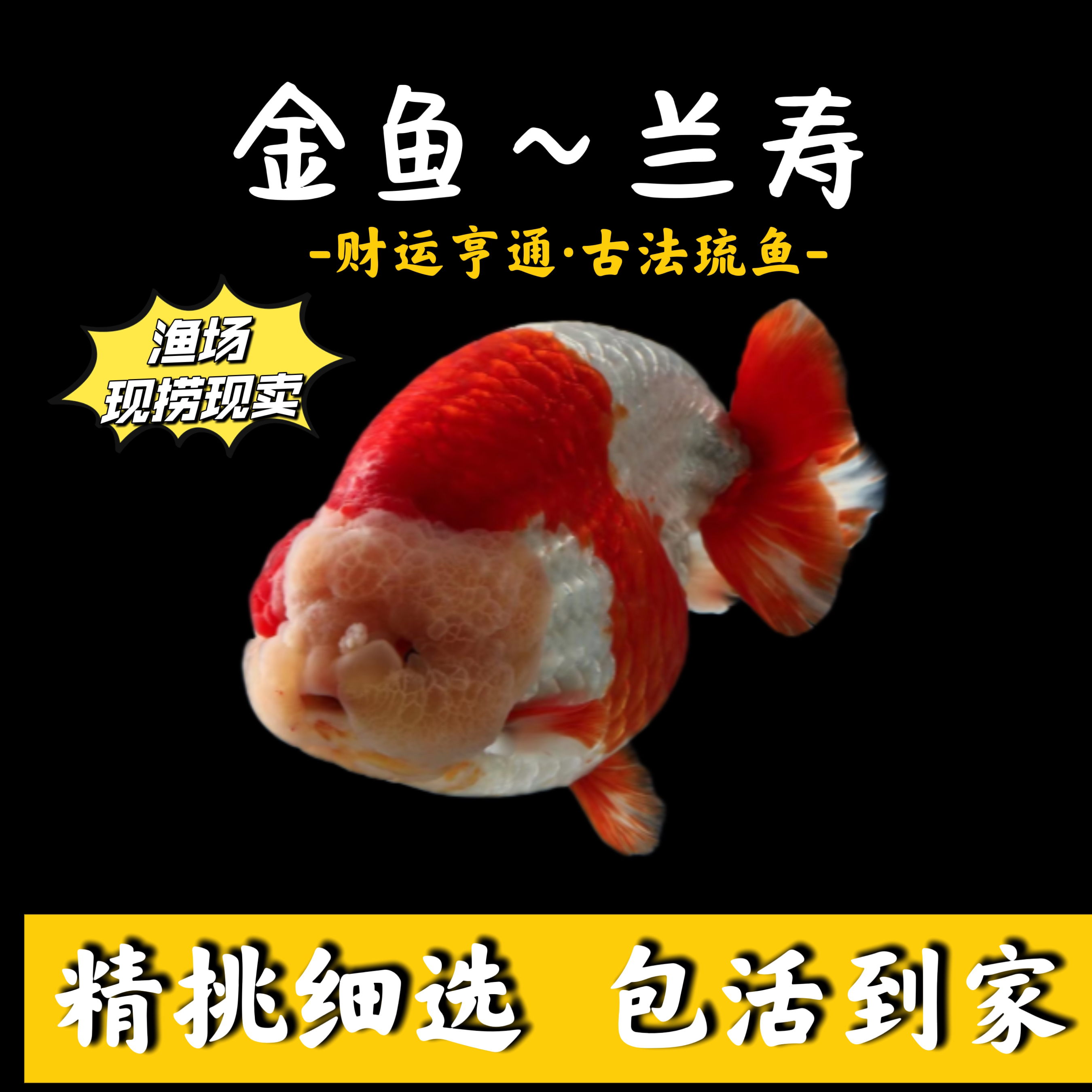 兰寿玛丽金鱼冷水观赏鱼活体好养耐活（以直播间尺寸为准）