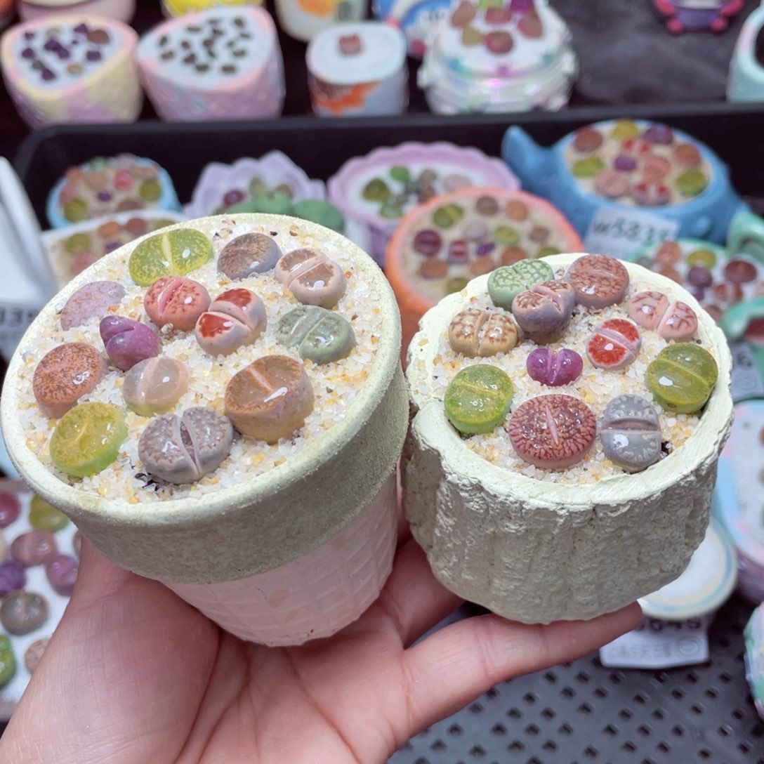 w5850 -零下地区拍保温箱-15支持寄养