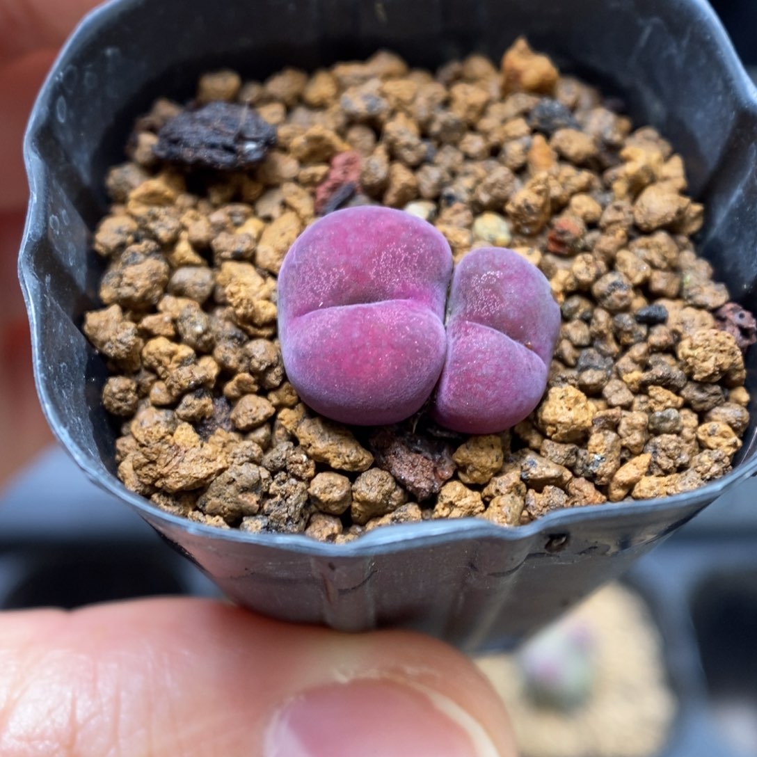 多肉植物肉锥杂交K-1001