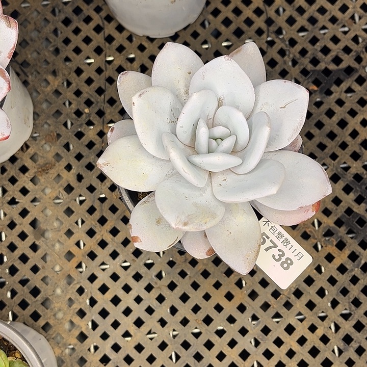 阿雅园艺。       5738雪莲