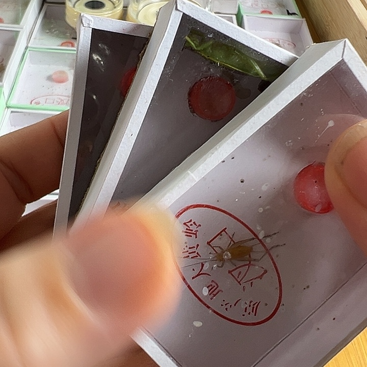 两只短须单口金钟➕一只中长须大黄