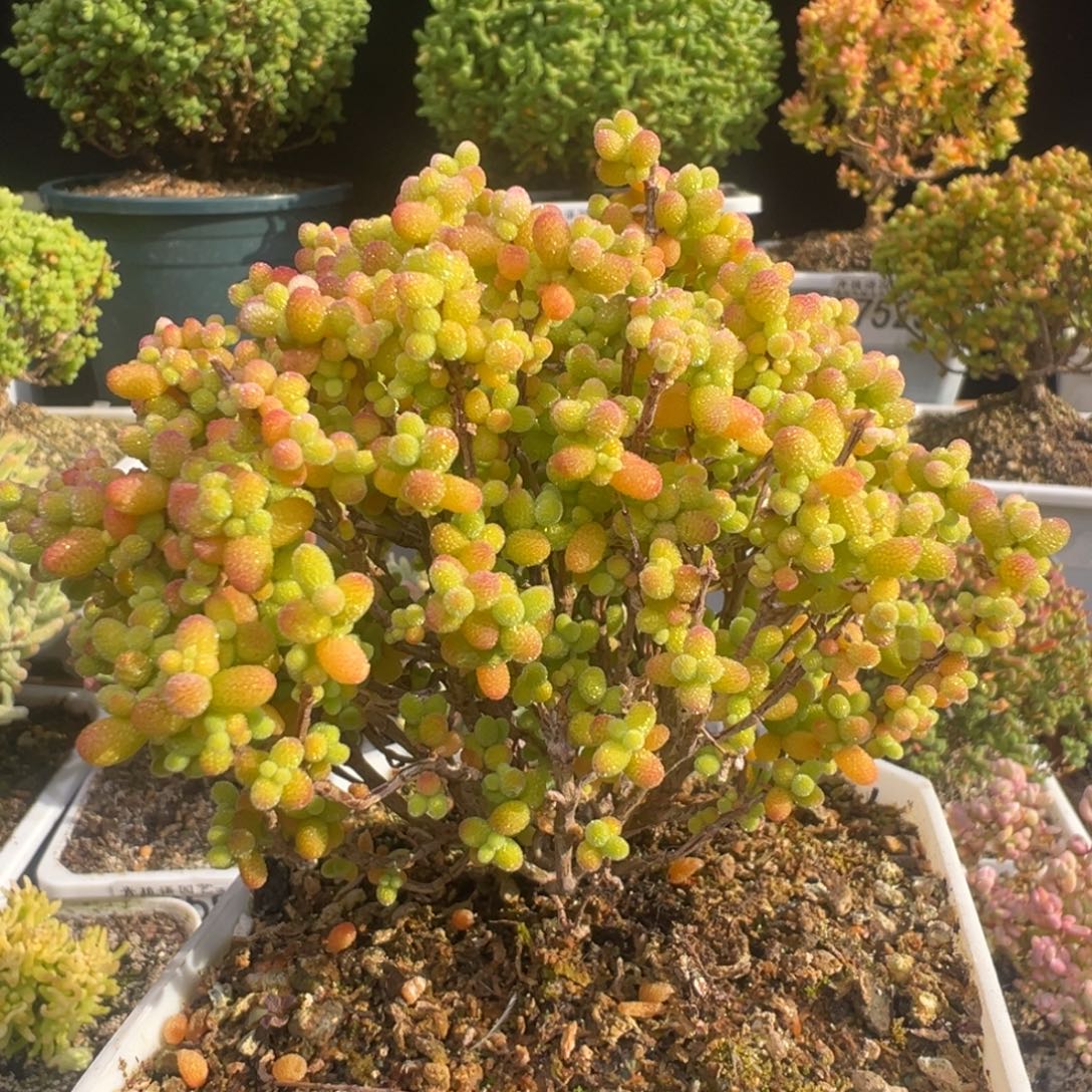 *****D7586金桔老桩精控