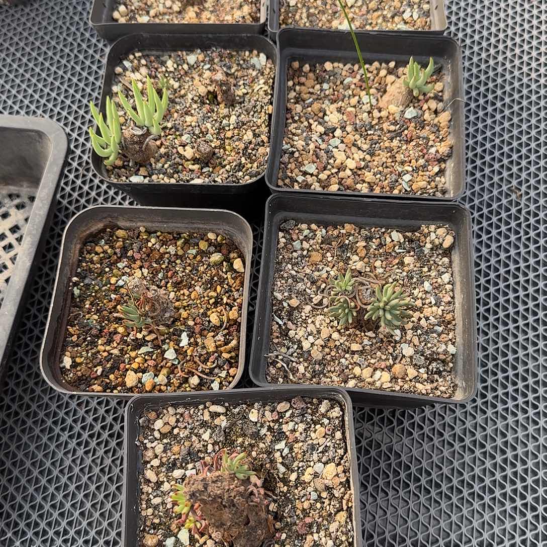 L***E加里斯白象奇峰锦带盆