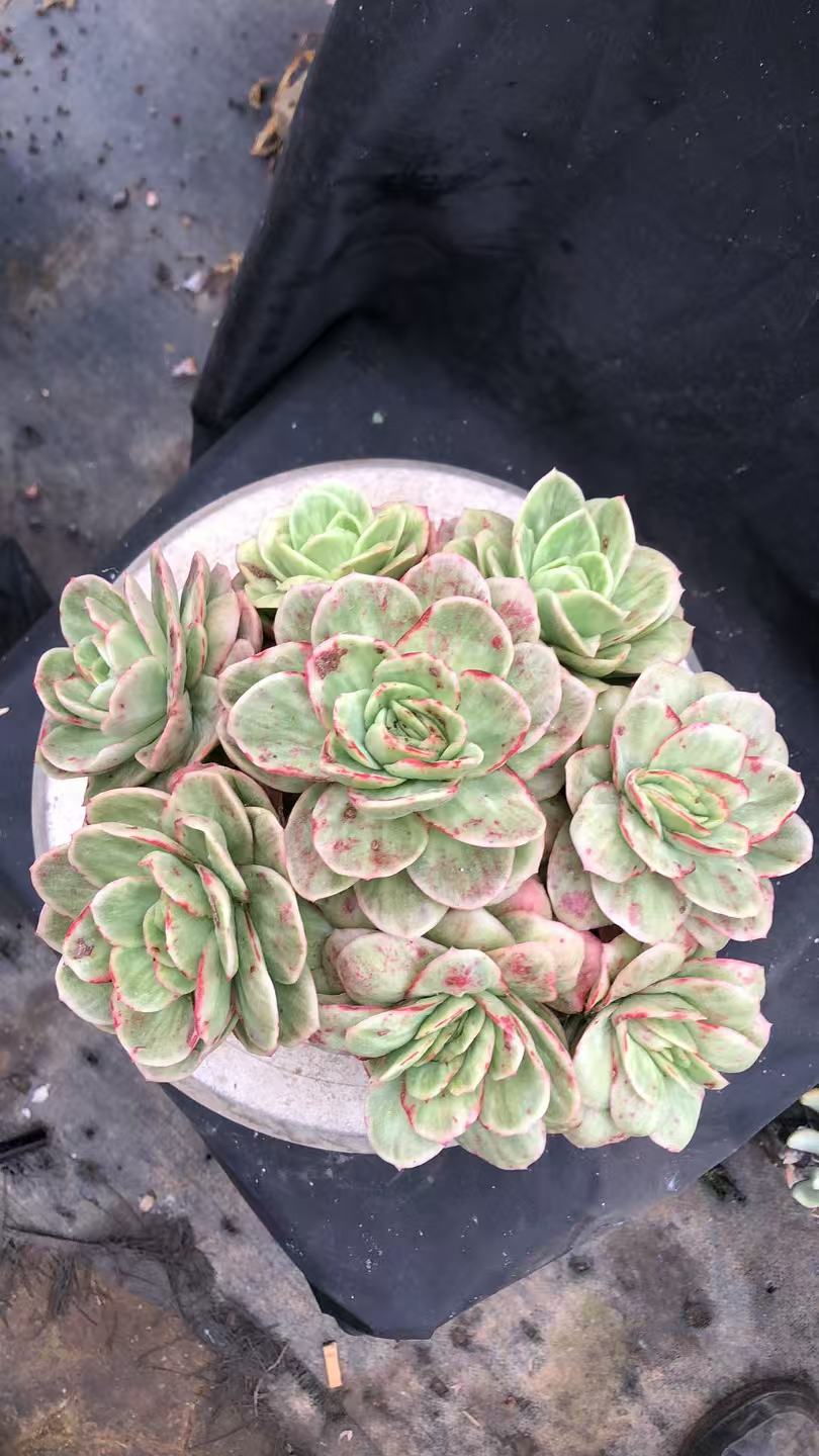 冰玫瑰锦手捧花 多肉