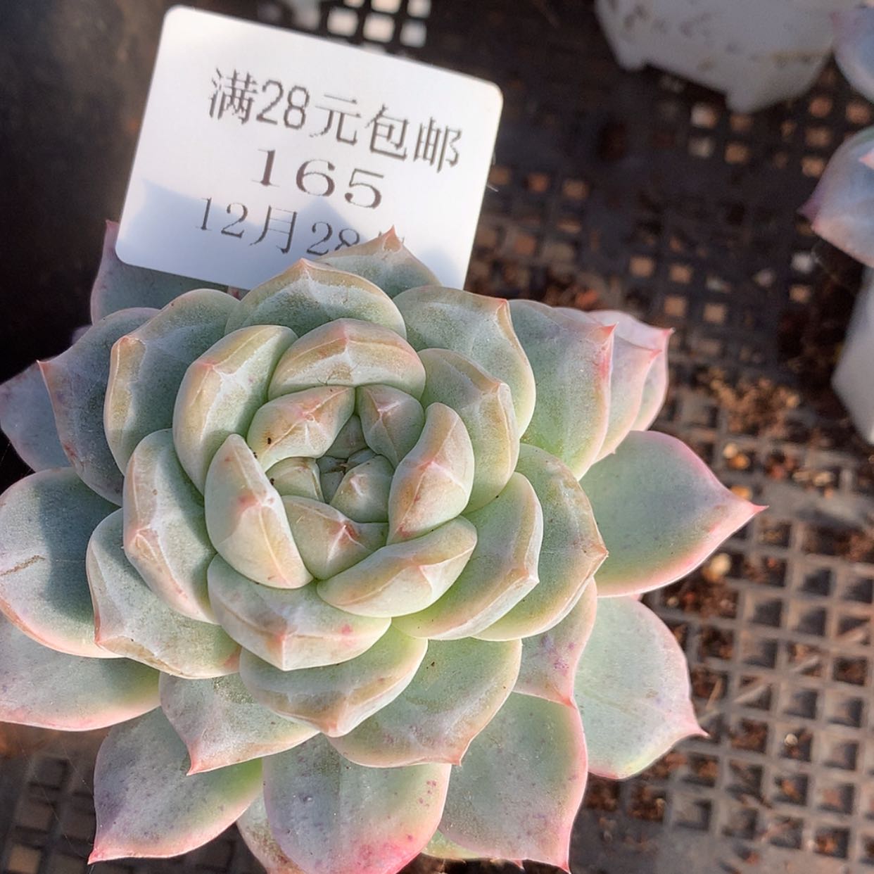 【闪购商品】云165号粉钻