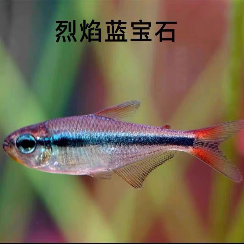 宝莲灯鱼F1红绿灯鱼小型热带灯科草缸群游淡水观赏鱼
