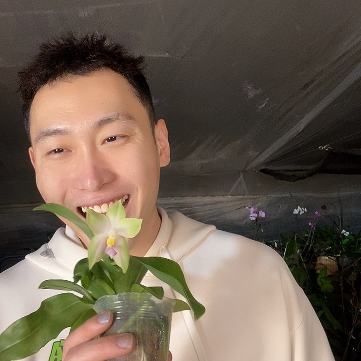 无花朵粉贝蝴蝶兰