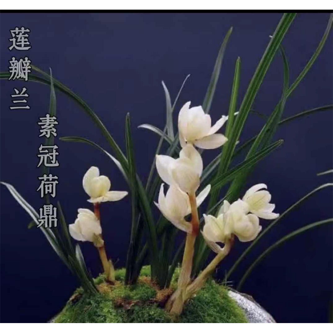 【素冠荷鼑】莲瓣兰名品 老种2苗 花开浓香 好养易活 对版