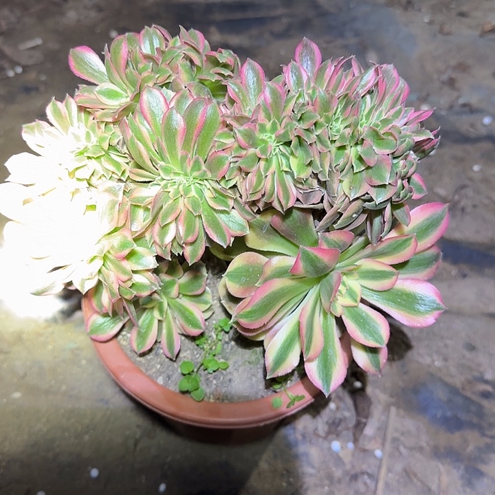 精品香妃缀化亏本福利