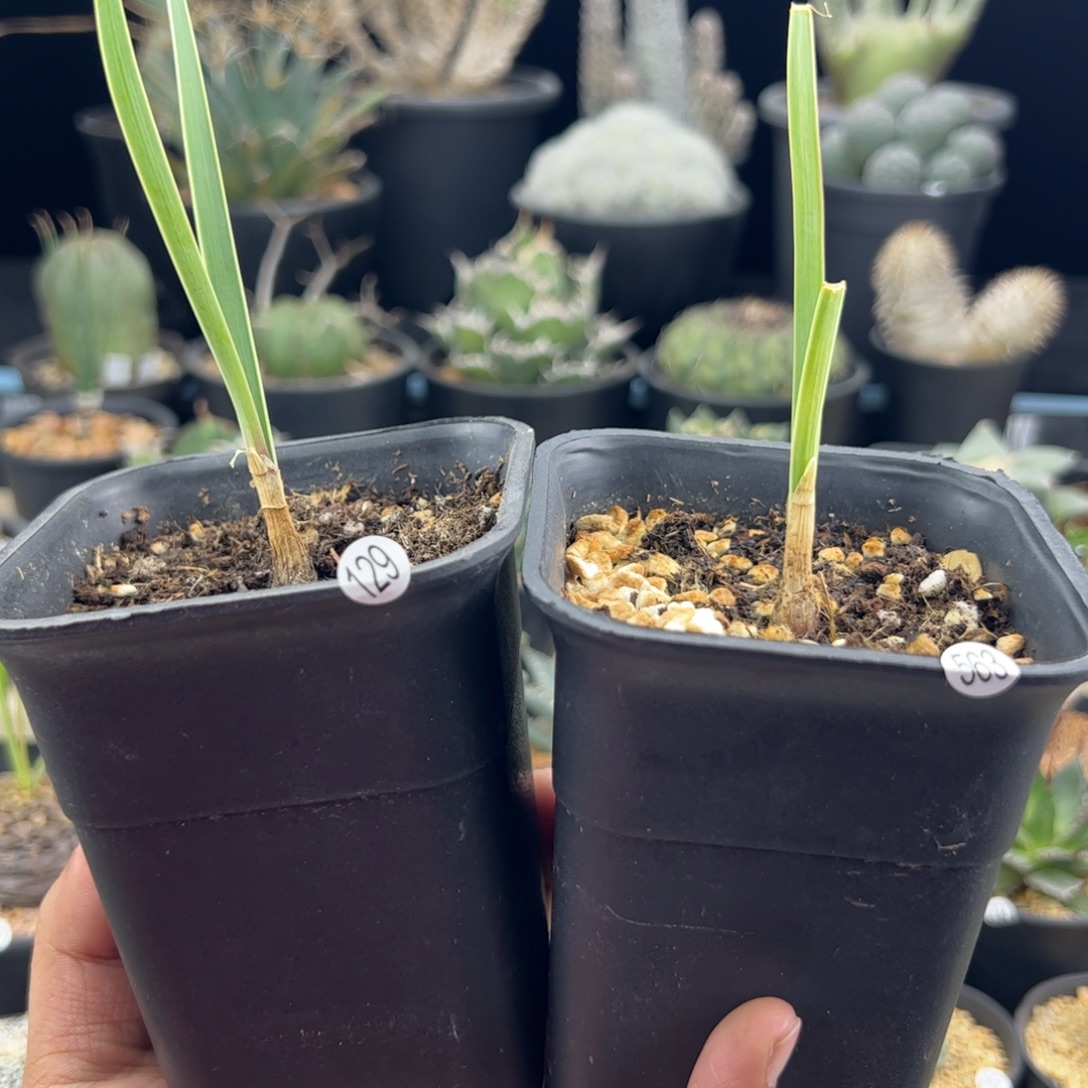 秀***巨凤之卵实生一物一拍