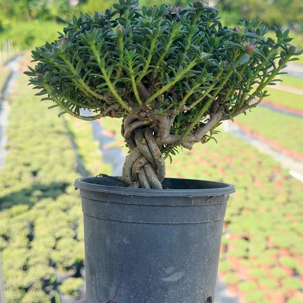 新品种矮胖辫子桩太阳花多年生木本