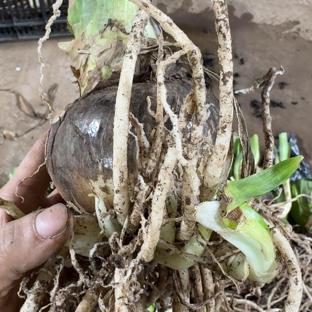 淬炼9+带侧开花球发发发