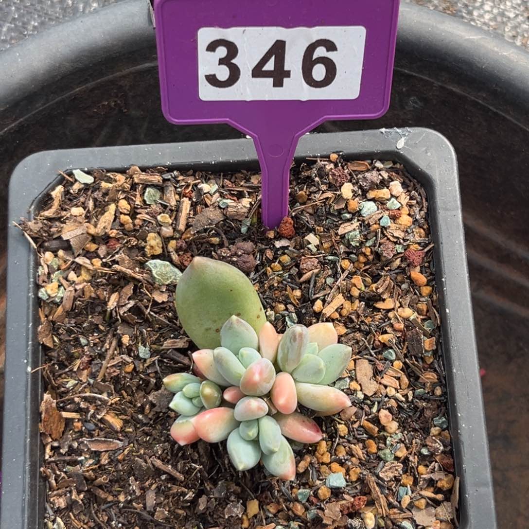 多肉植物三色美人346