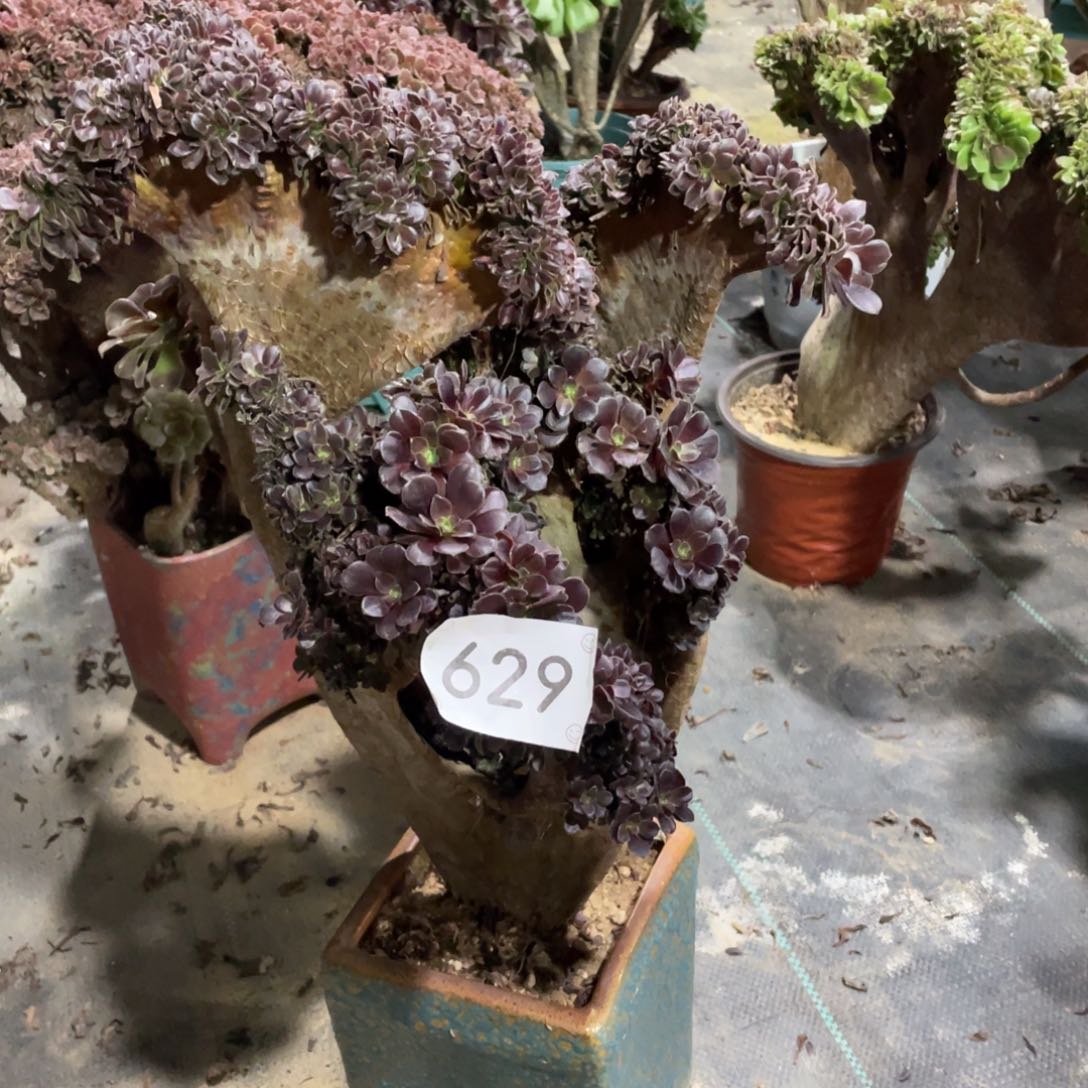 629欧紫缀         多肉      