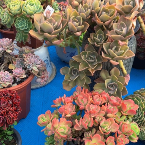 吐****?5075鹤氏多肉