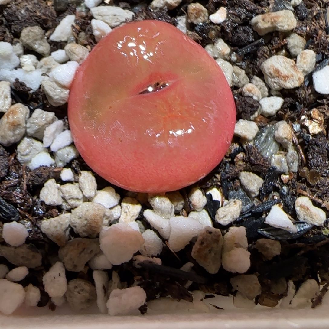 肉锥多肉植物百科-水蜜桃577