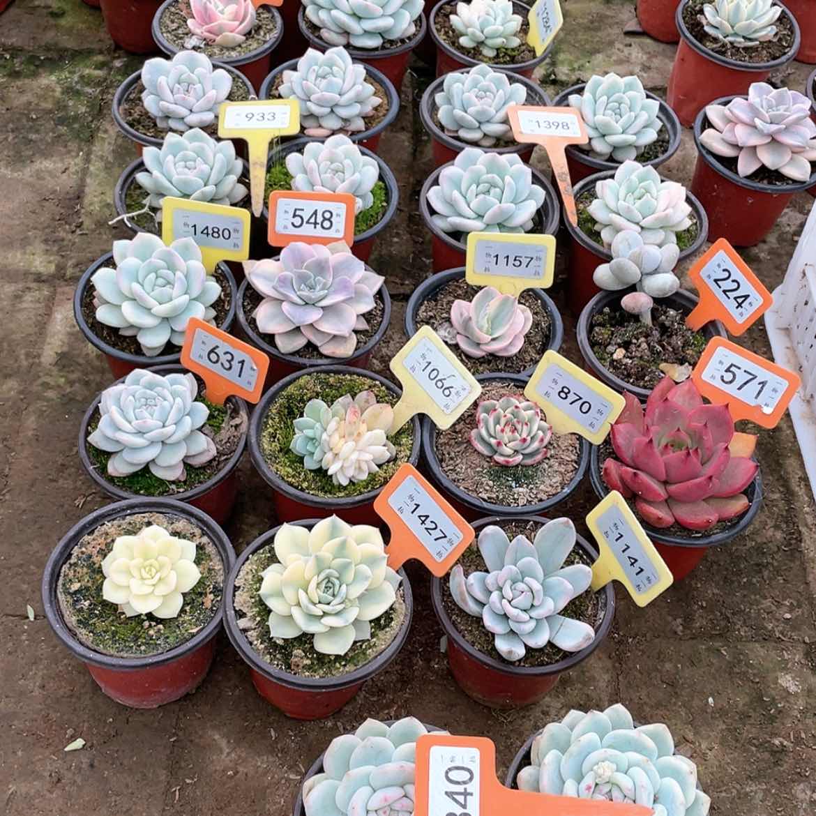 【闪购商品】清****]340两颗一组