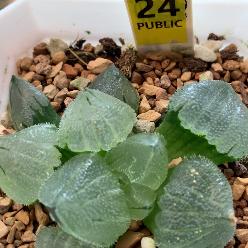 【闪购商品】24冰鸾玉