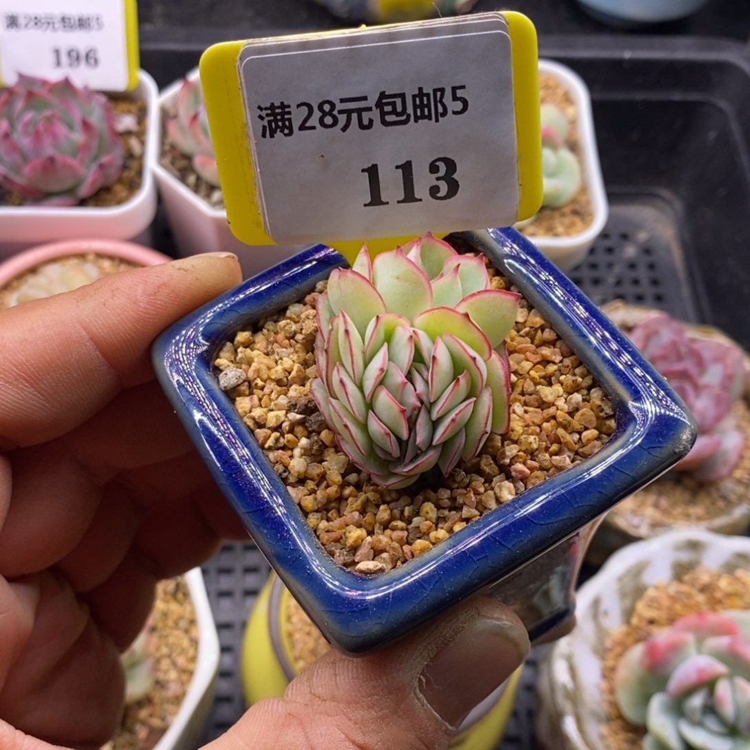 5113牡丹亭缀化多肉