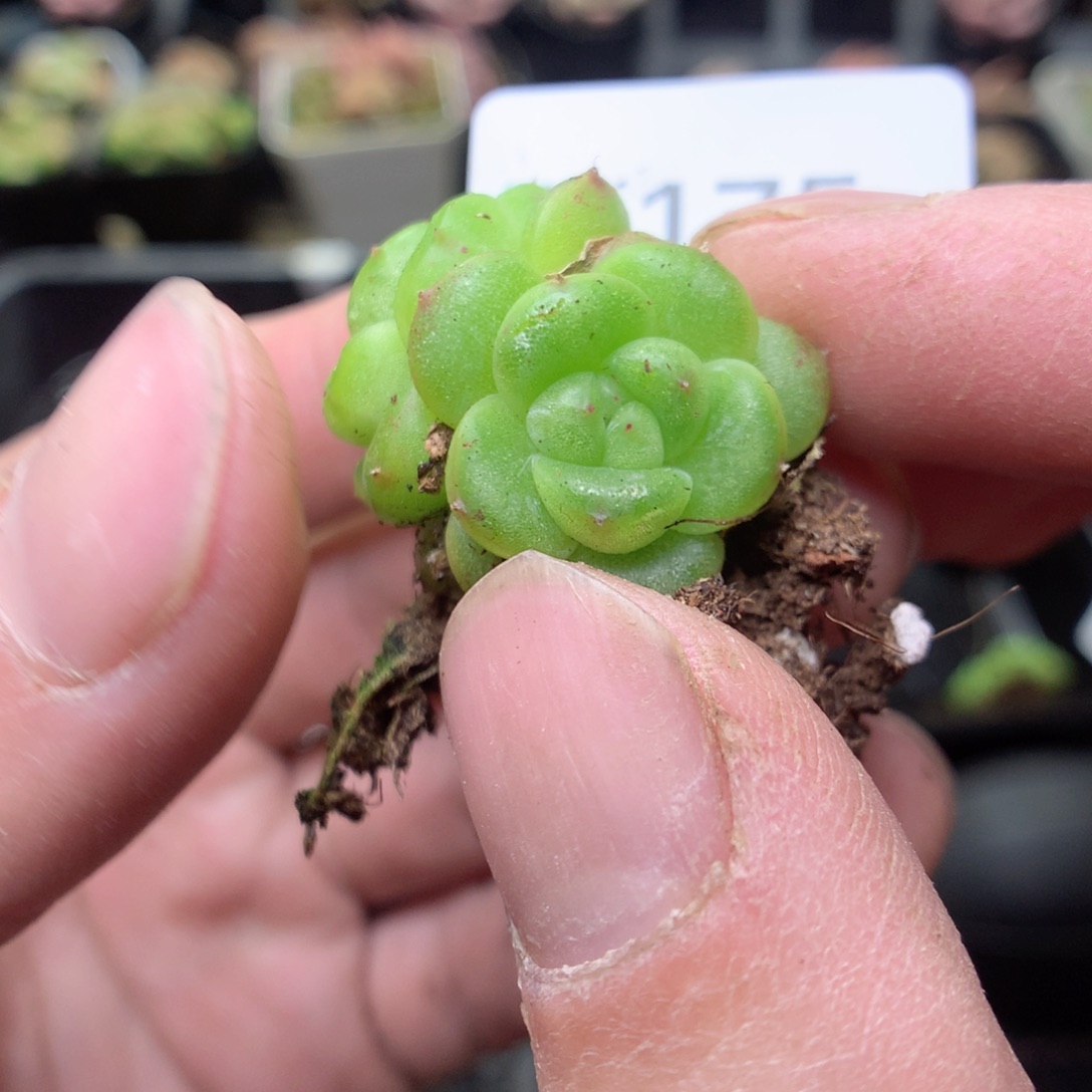 E175u y y yy y y