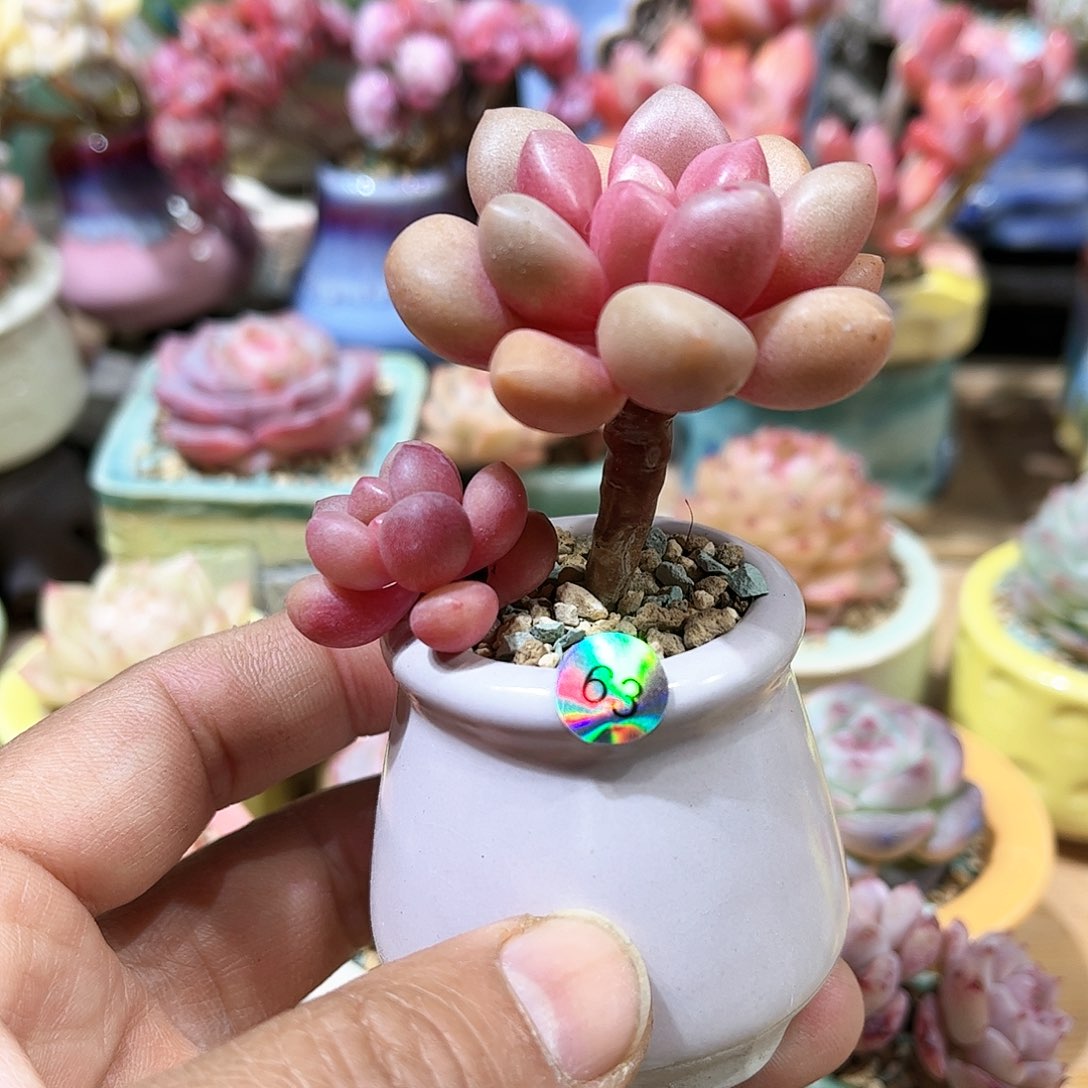 先锋派 含盆含土发货 30包邮偏远除外