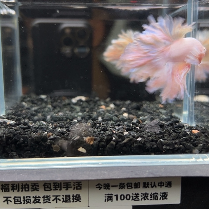 斗鱼竞拍跑单拉黑23日136