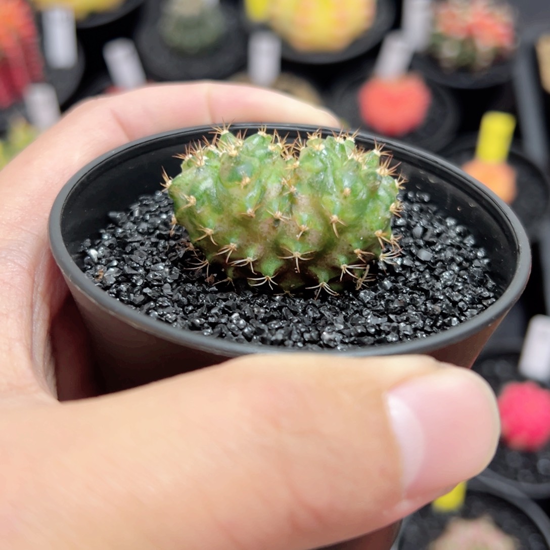 ❤️型海神——（默认脱土发货）