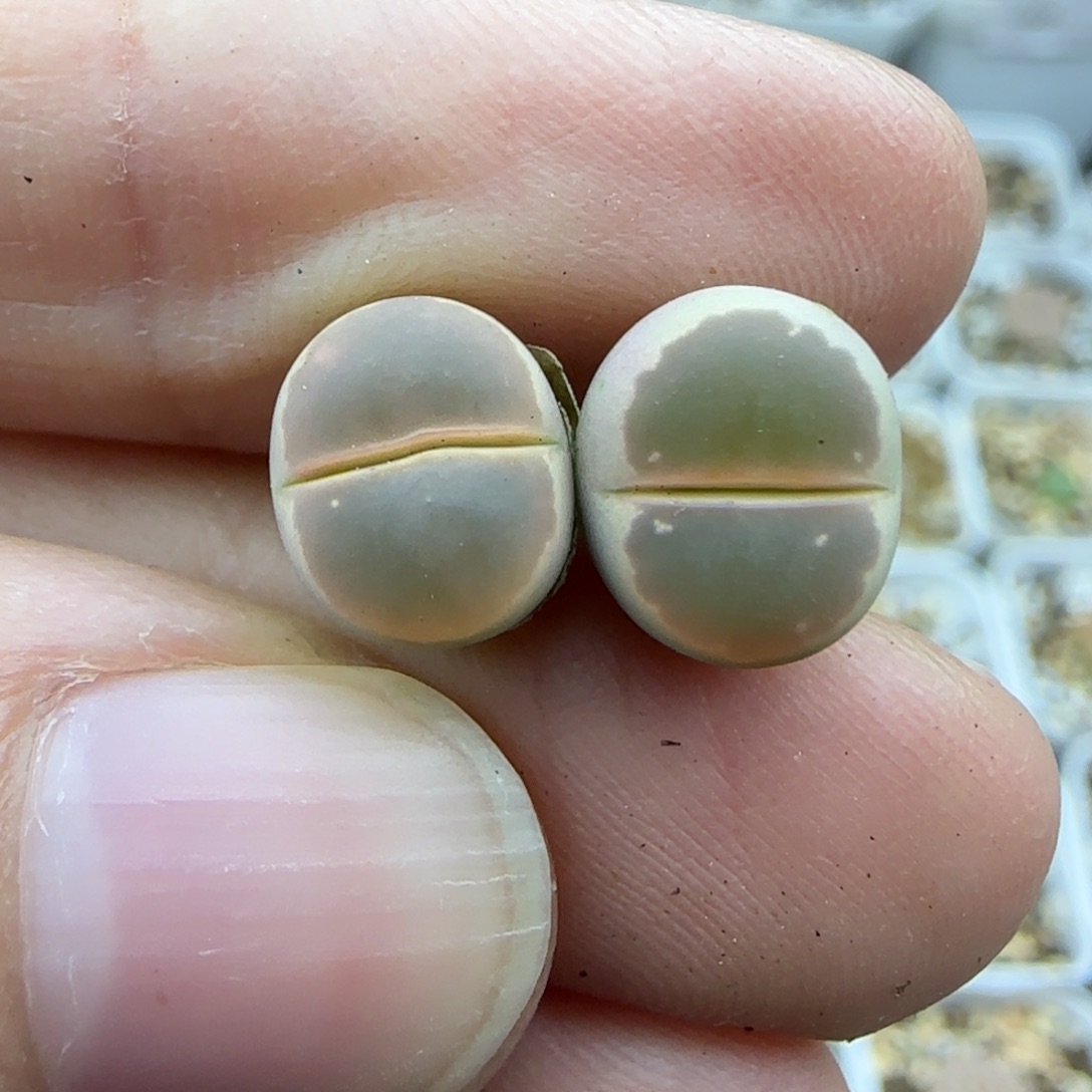 490橄榄清框福利30包邮