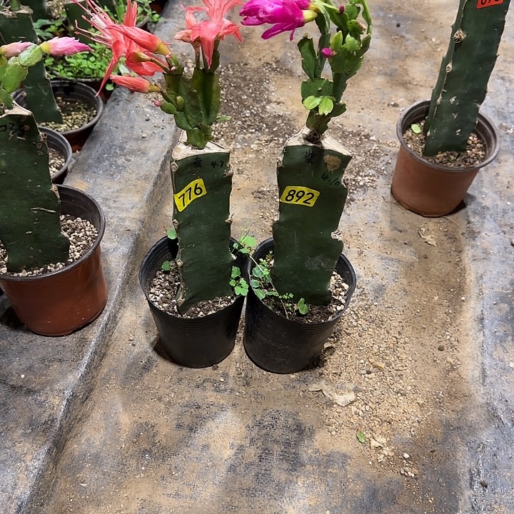 776+892嫁接蟹爪兰：索菲亚+沙伦