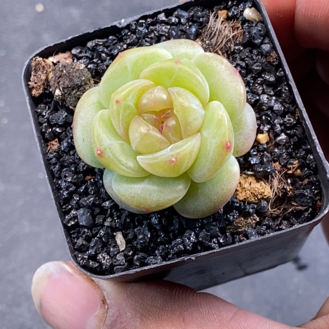 天官赐福百无禁忌