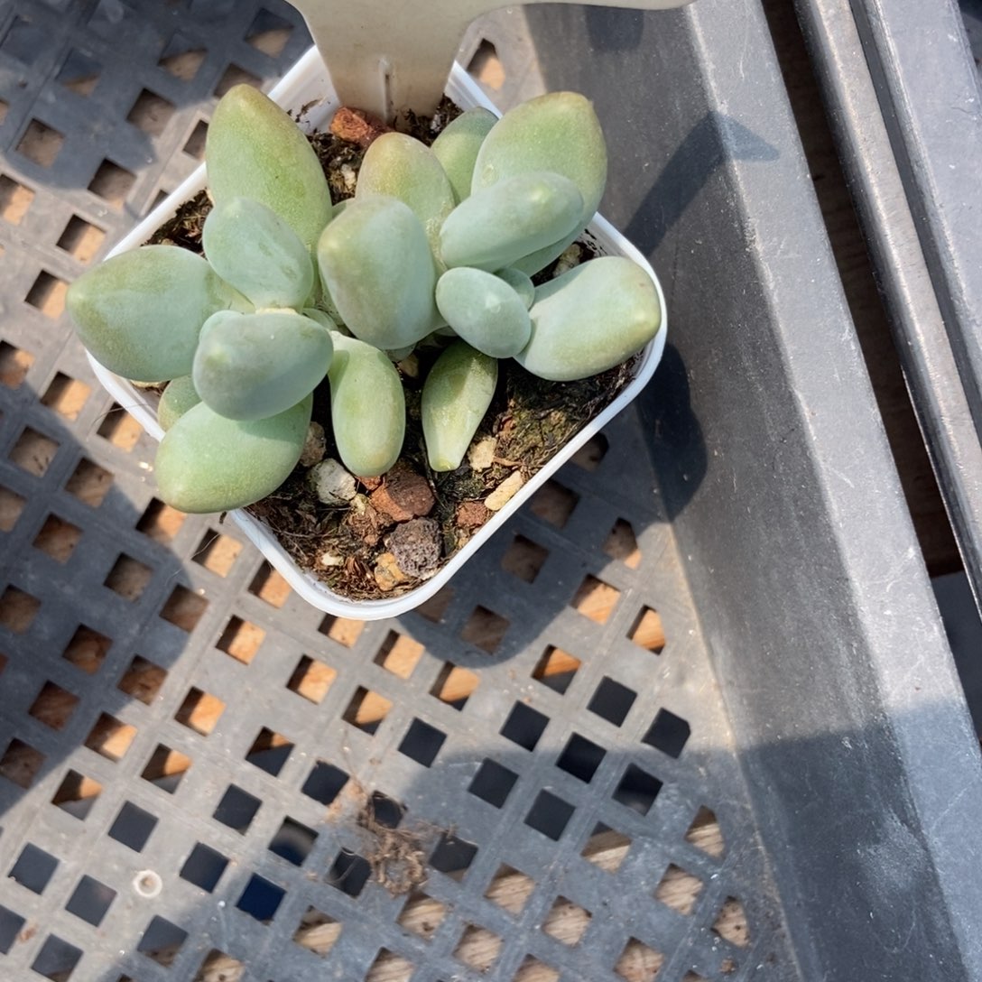 1034企鹅多肉植物保护