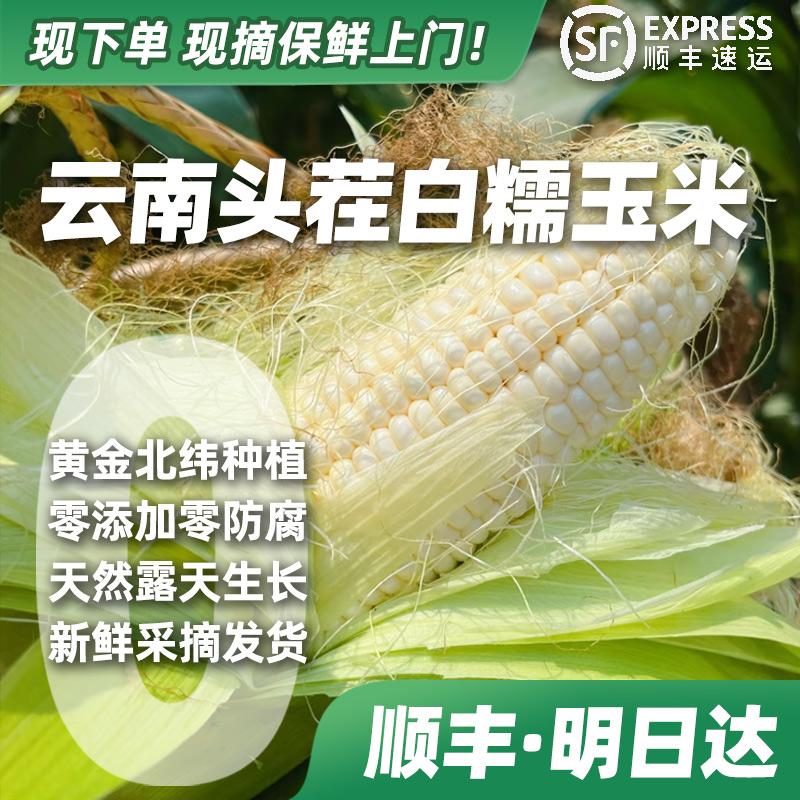 【顺丰·明天到】云南头茬白糯玉米露天种植头茬新鲜现摘带叶带壳现发包邮带箱顺丰上门售后保障3.2~7.5斤上海市