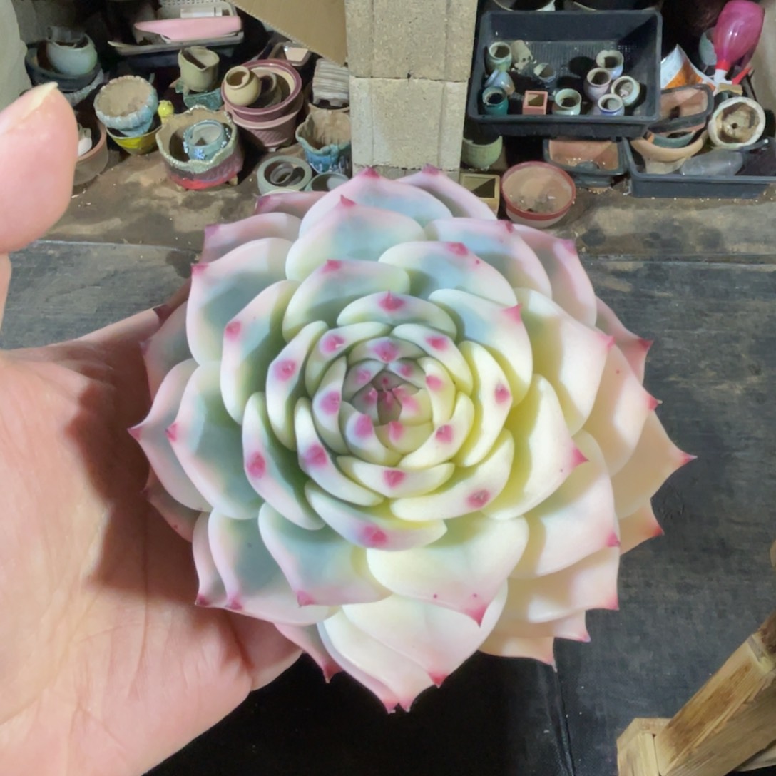 吉娃娃锦特价。  包邮