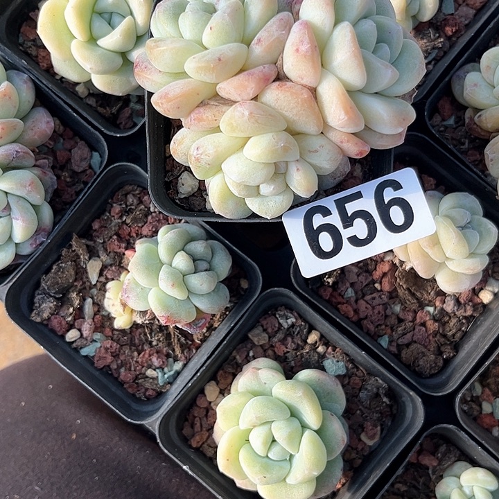 风****页多肉植物一物一拍