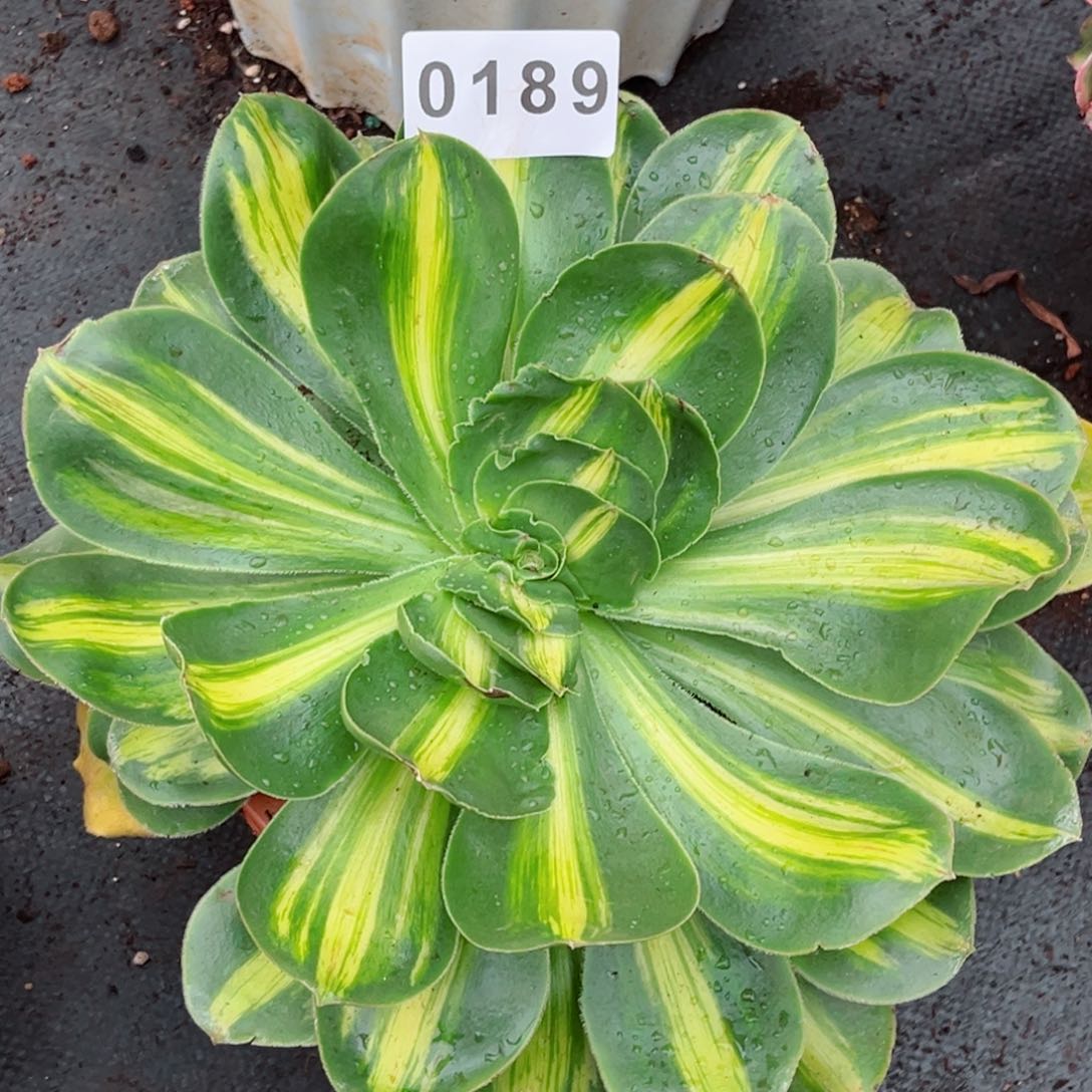 暴君多肉特价发货