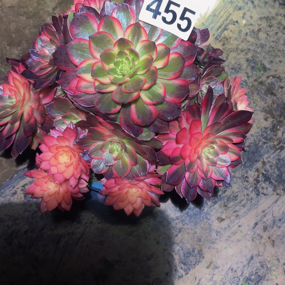 多肉黑膜锦植物455号小损不包