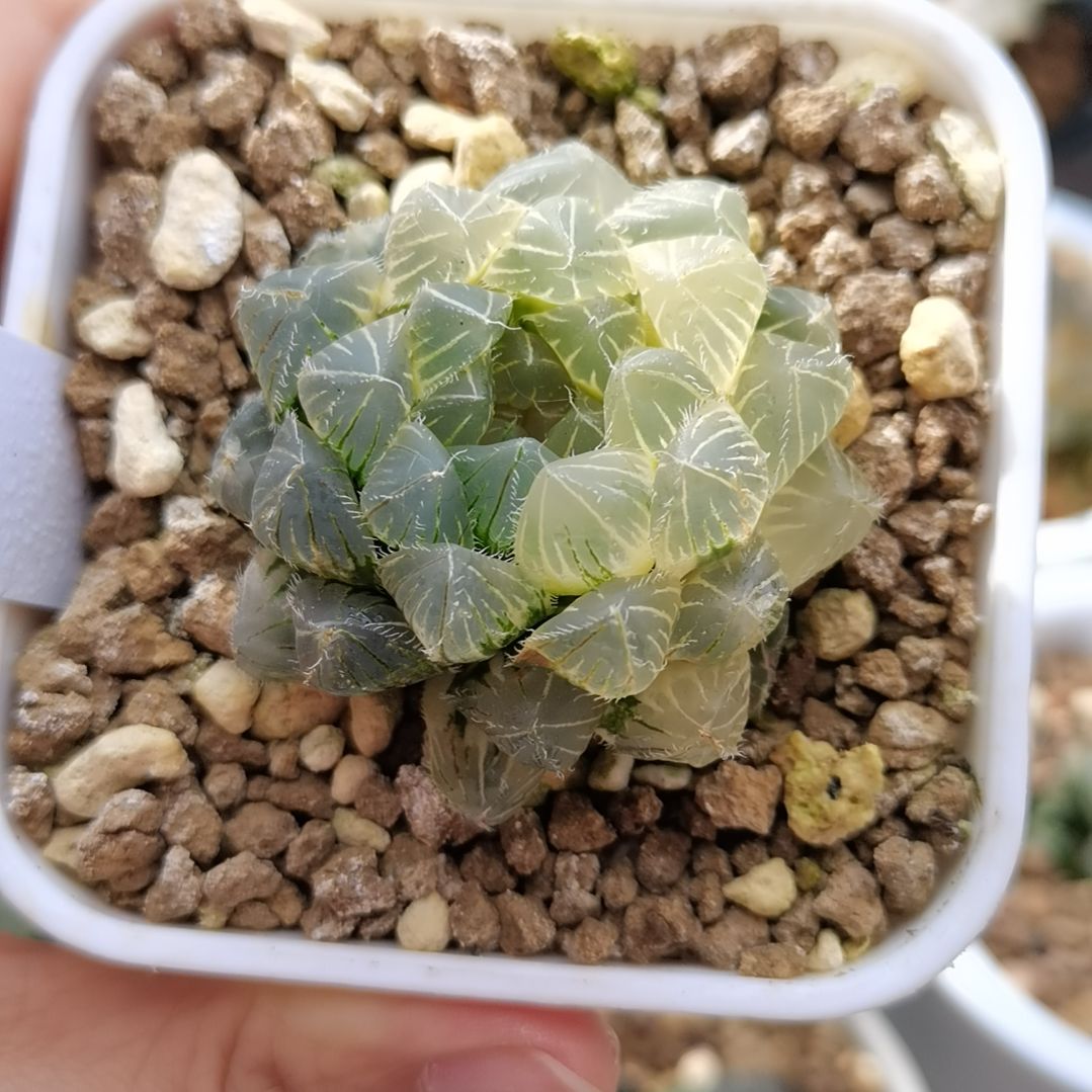 170号糊斑白赤线玉露锦一物一拍带盆土发货