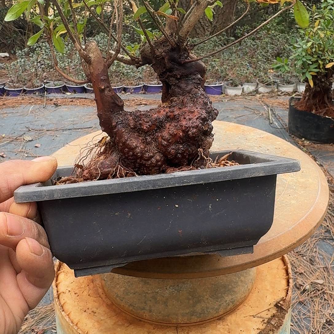 无花朵映山红盆景素材