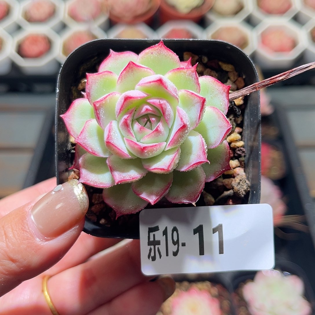 乐19-11 女王单头