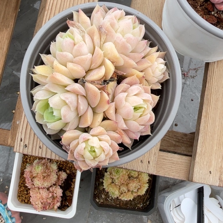 粉色月影线索10公分