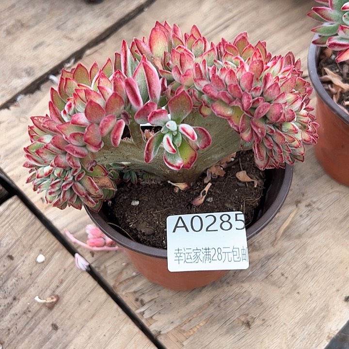 ℒ****幸运的是我的朋友