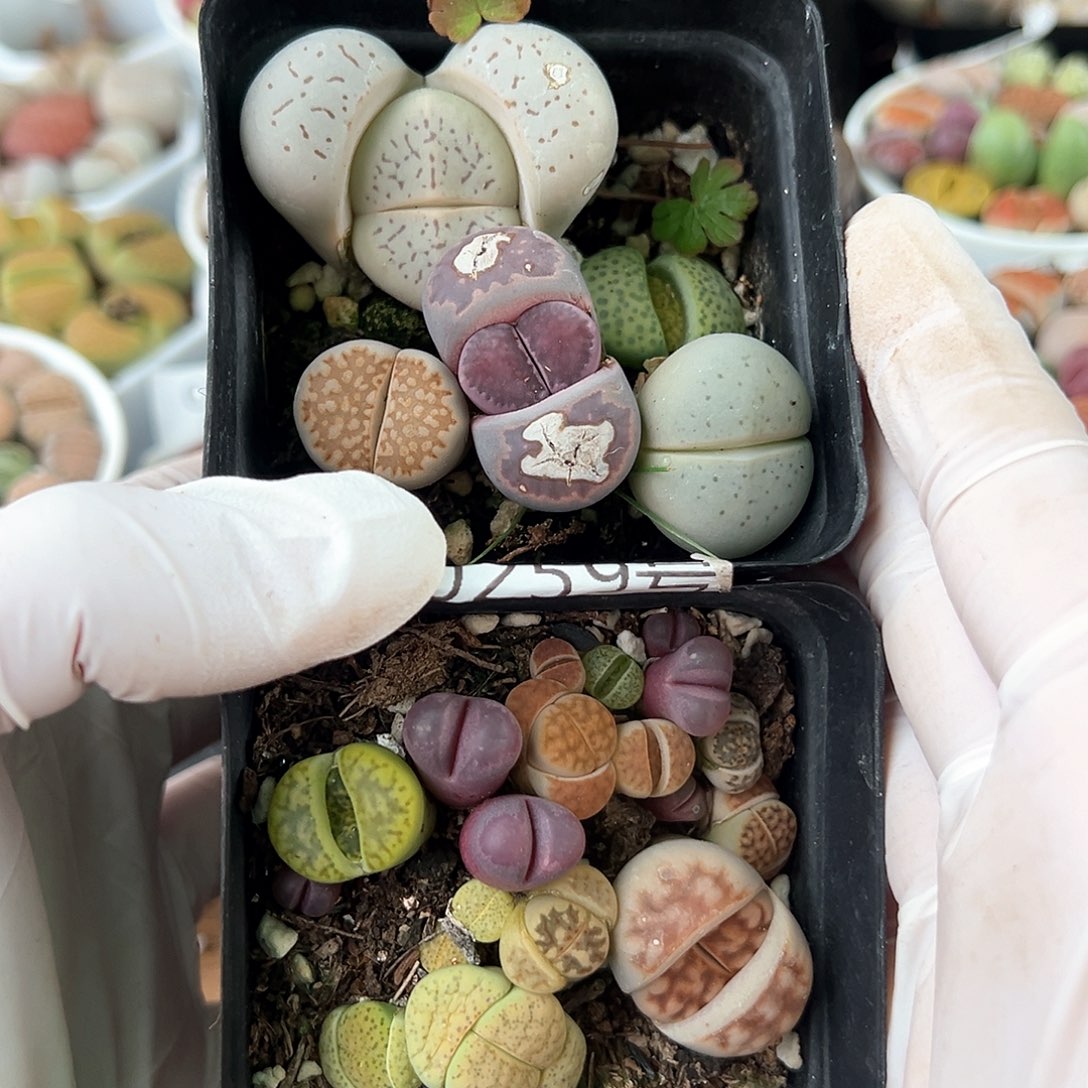 好养易活生石花大母本0259