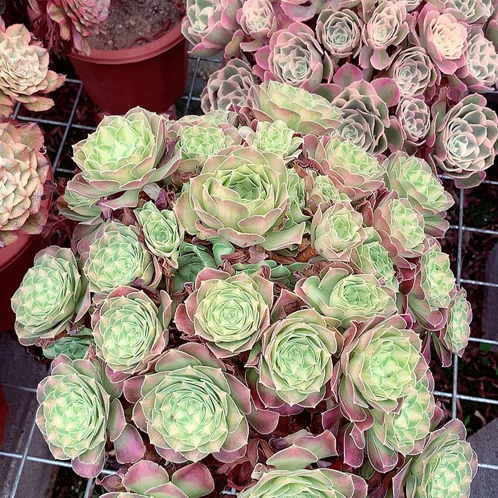 韶华老桩，多肉植物