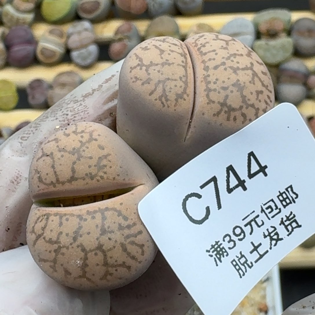 744哈哈哈哈哈哈哈哈哈哈