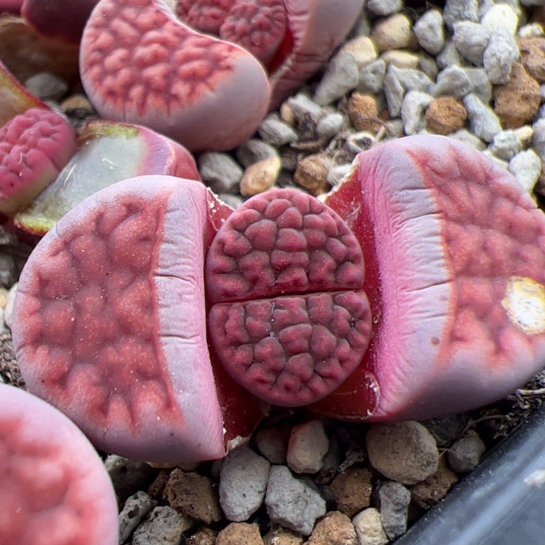 088号阿克塞尔玫瑰 多肉植物